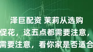 泽巨配资 茉莉从选购到修剪和促花，这五点都需要注意，看你家是否适合养
